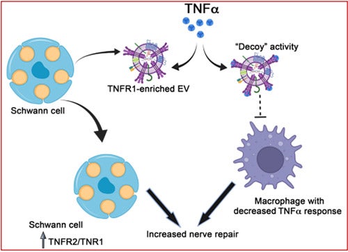 Selective-sequestration-of-TNFR1